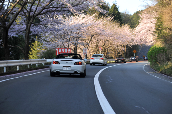 411 10 sakura DSC_7649.jpg